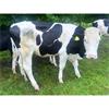 40 Well Grown Holstein/Fleckvieh Bulling Served Heifers - UK