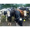 40 Well Grown Holstein/Fleckvieh Bulling Served Heifers - UK