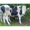 40 Well Grown Holstein/Fleckvieh Bulling Served Heifers - UK