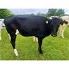 40 Well Grown Holstein/Fleckvieh Bulling Served Heifers - UK
