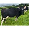 62 OAD Spring Calved Cows - UK