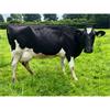 62 OAD Spring Calved Cows - UK