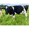 62 OAD Spring Calved Cows - UK