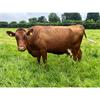 62 OAD Spring Calved Cows - UK