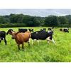 62 OAD Spring Calved Cows - UK