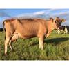 62 OAD Spring Calved Cows - UK