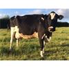 62 OAD Spring Calved Cows - UK