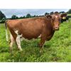 62 OAD Spring Calved Cows - UK