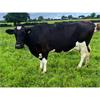 62 OAD Spring Calved Cows - UK