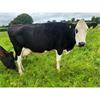 62 OAD Spring Calved Cows - UK