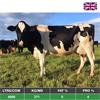 62 OAD Spring Calved Cows - UK