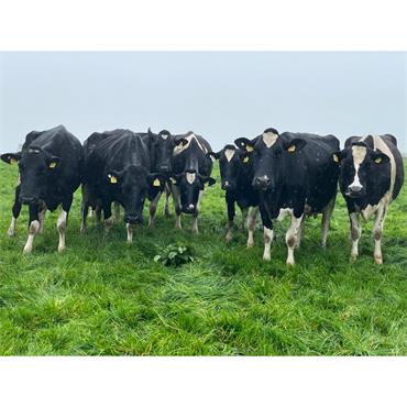 25 Spring Calved Cows & Already Served - IRL