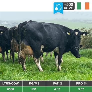 25 Spring Calved Cows & Already Served - IRL