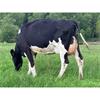 19 May Calved Cows - UK