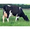 19 May Calved Cows - UK