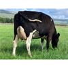 19 May Calved Cows - UK