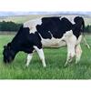 19 May Calved Cows - UK