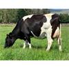 19 May Calved Cows - UK