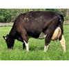 19 May Calved Cows - UK