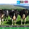 19 May Calved Cows - UK