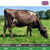 29 Oct - Nov Calving Cows - UK