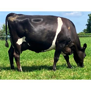 29 Oct - Nov Calving Cows - UK