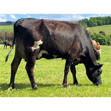 16 Autumn-Winter Calving Cows TB4 - UK