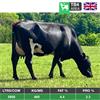 16 Autumn-Winter Calving Cows TB4 - UK