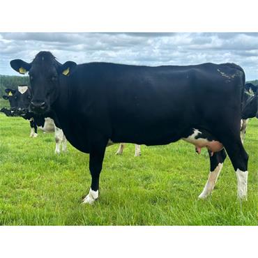 63 Herd Dispersal Spring Calved Cows (C10 TB Status) - IRL