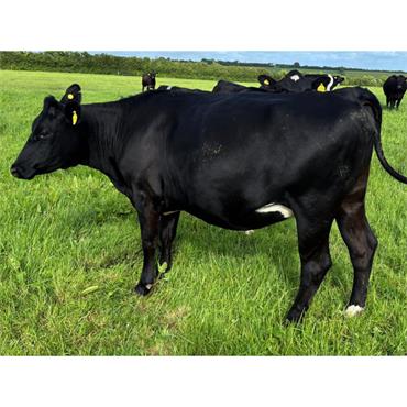 10 Mid/Late August Calving Heifers & Cows - UK
