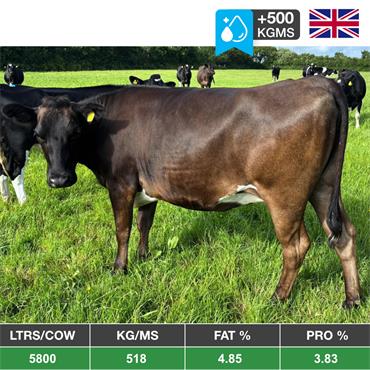 10 Mid/Late August Calving Heifers & Cows - UK