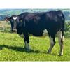 21 Aug-Sep Calving Heifers - Wales