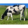 21 Aug-Sep Calving Heifers - Wales