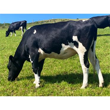21 Aug-Sep Calving Heifers - Wales