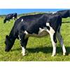 21 Aug-Sep Calving Heifers - Wales