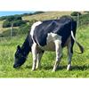 21 Aug-Sep Calving Heifers - Wales