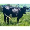 21 Aug-Sep Calving Heifers - Wales