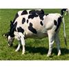 21 Aug-Sep Calving Heifers - Wales