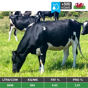 21 Aug-Sep Calving Heifers - Wales