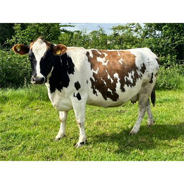 50 JULY/AUG/SEPT Calving Cows
