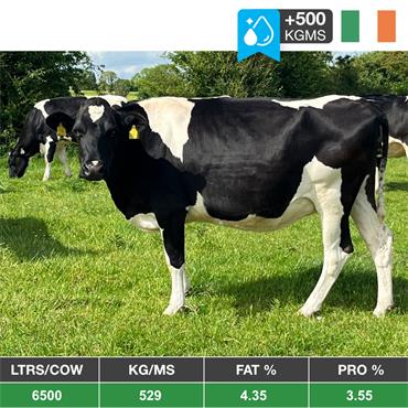 50 JULY/AUG/SEPT Calving Cows