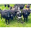 52 Autumn Calving Heifers - Final Large Group - IRL
