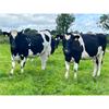 52 Autumn Calving Heifers - Final Large Group - IRL