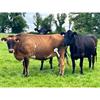 52 Autumn Calving Heifers - Final Large Group - IRL