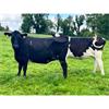 52 Autumn Calving Heifers - Final Large Group - IRL