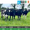52 Autumn Calving Heifers - Final Large Group - IRL