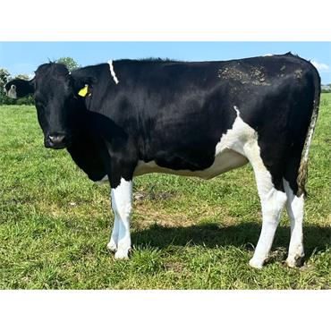 40 October Calving Heifers - IRL