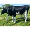 40 October Calving Heifers - IRL
