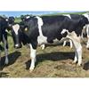 40 October Calving Heifers - IRL