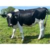 40 October Calving Heifers - IRL